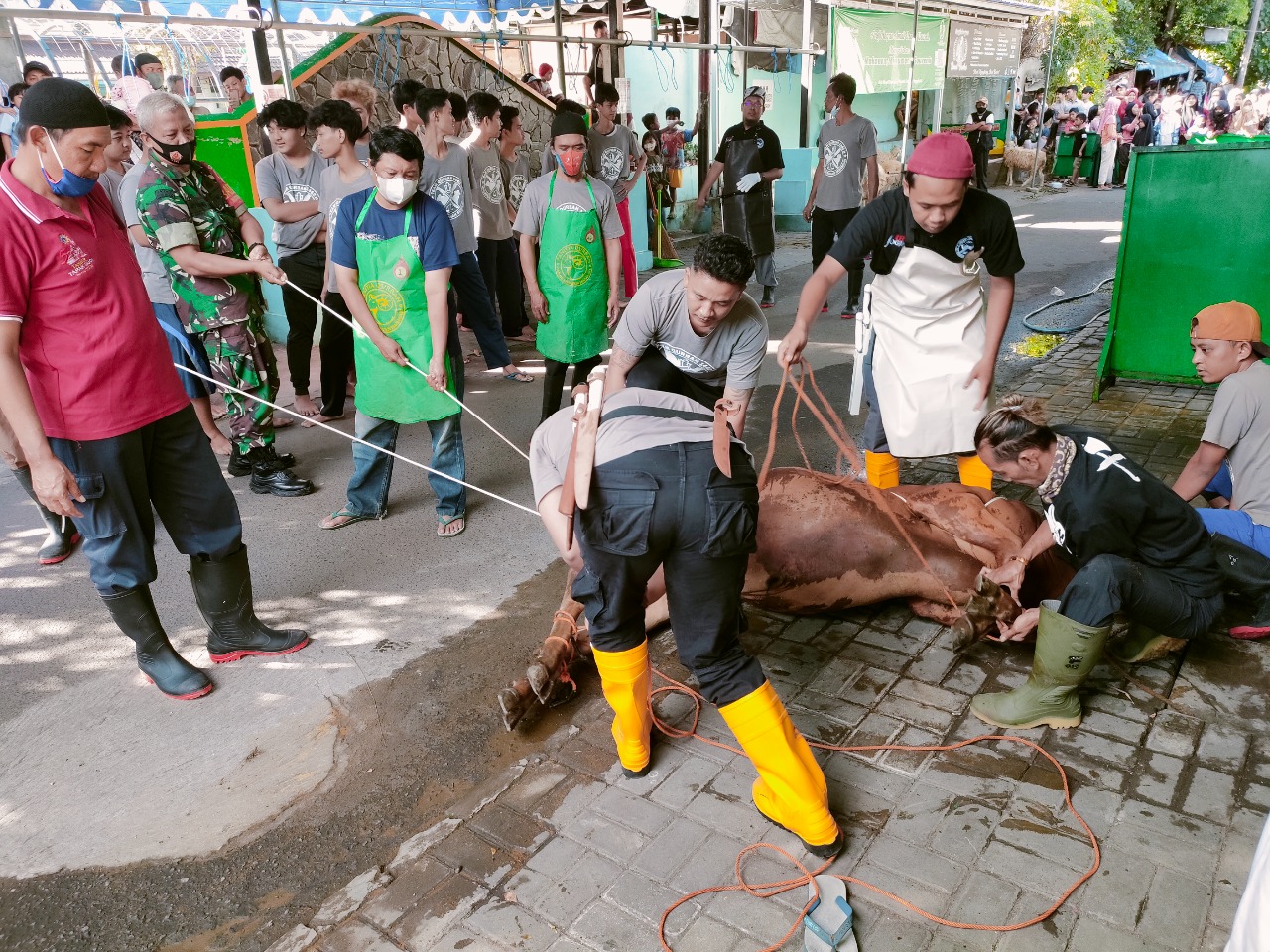 Babinsa Sertu Wardiyono Melaksanakan Pemantauan Penyembelihan Hewan Qurban di Masjid Uswatun Hasanah