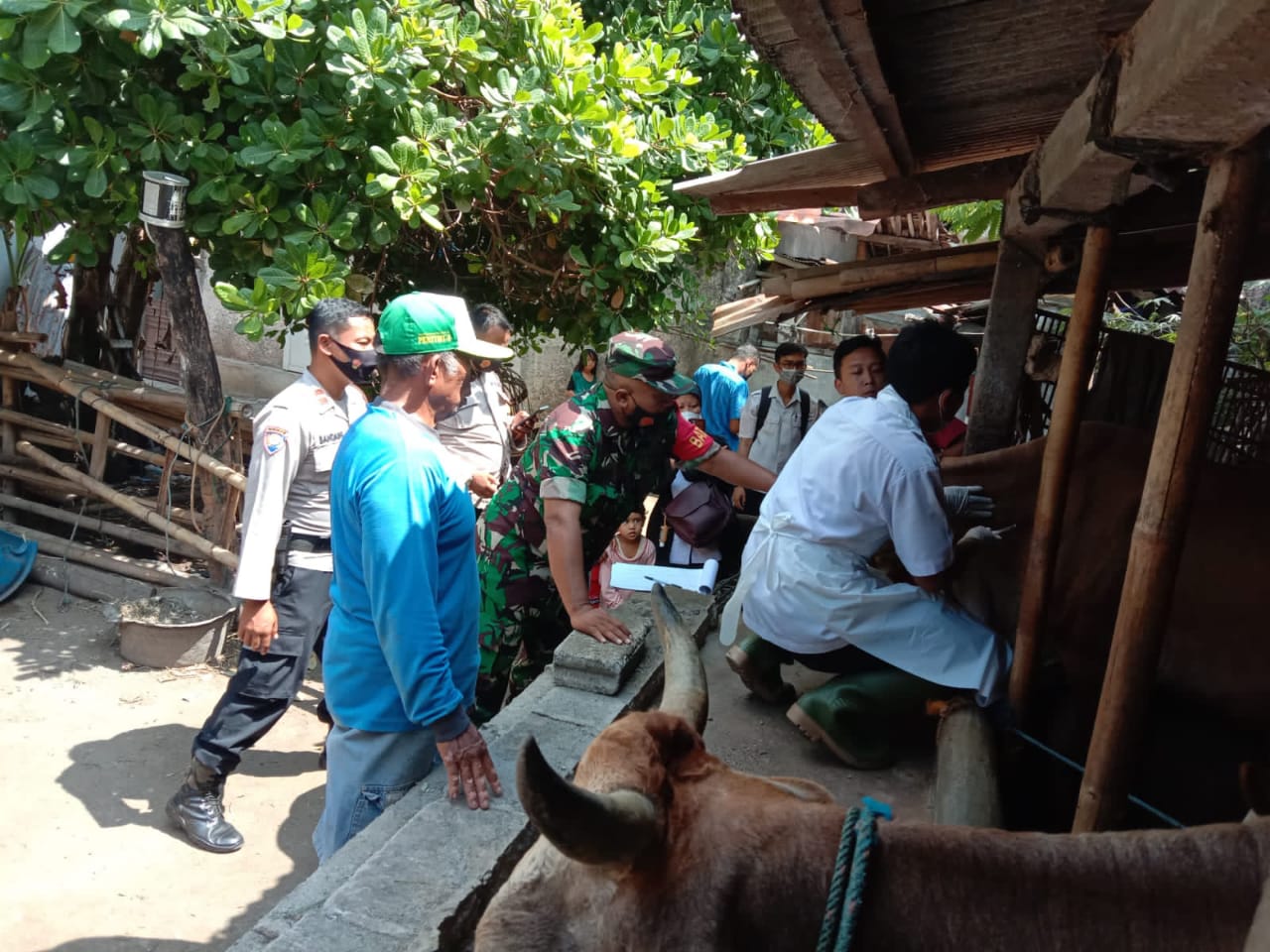 Babinsa Koramil 08/Kotagede bersama  Bhabinkamtibmas Melaksanakan Kegiatan Pendampingan  Vaksinasi  Hewan Ternak  Di Wilayah